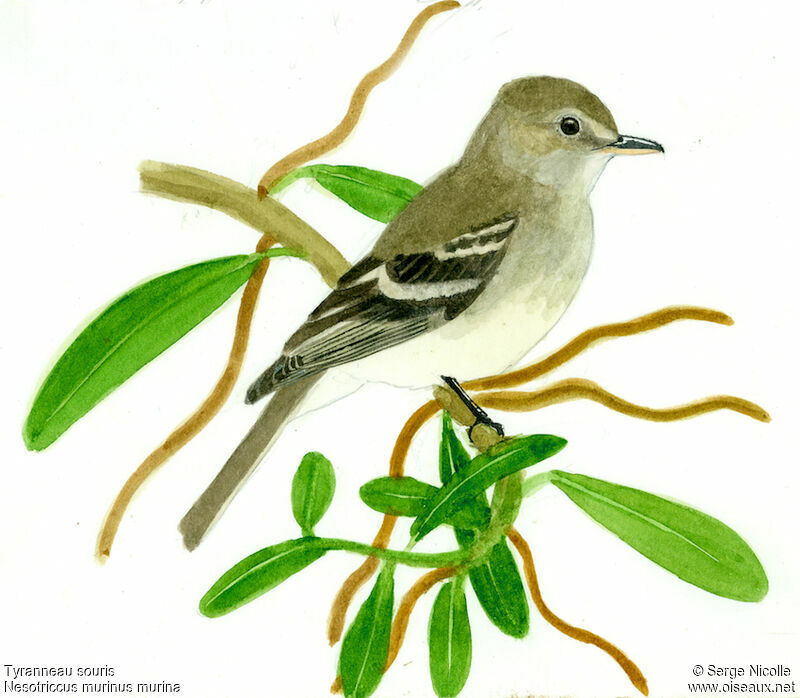 Southern Mouse-colored Tyrannulet, identification
