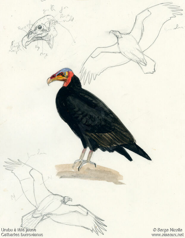 Lesser Yellow-headed Vulture, identification