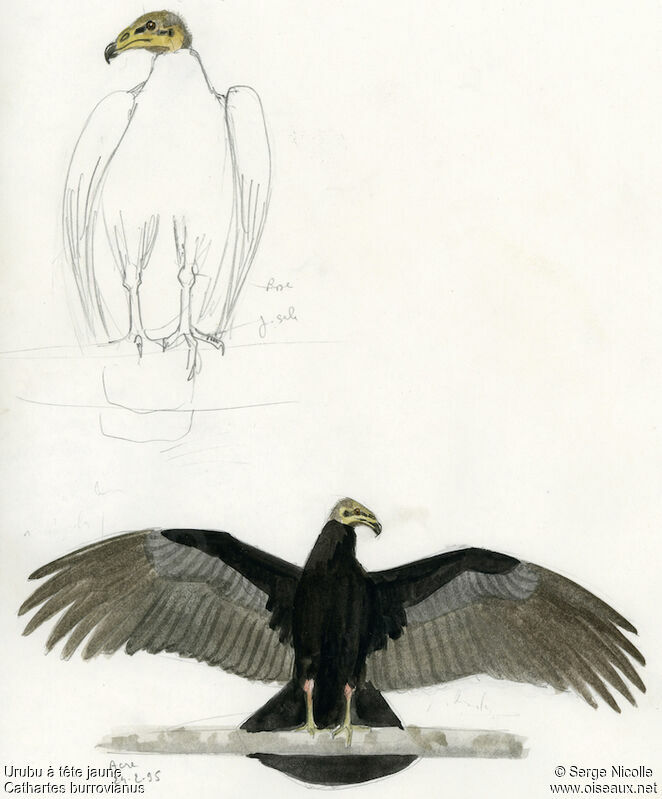 Lesser Yellow-headed Vulture, identification