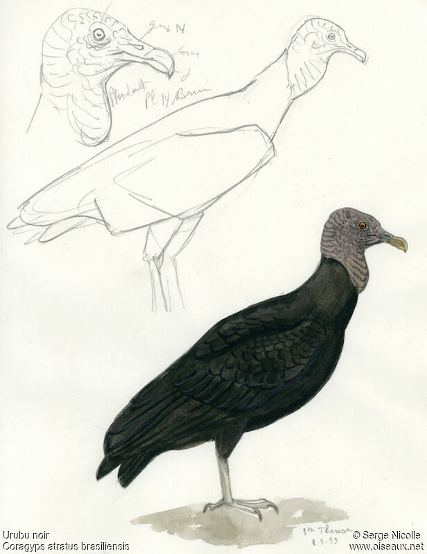Black Vulture, identification