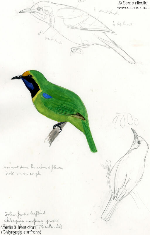 Golden-fronted Leafbird, identification