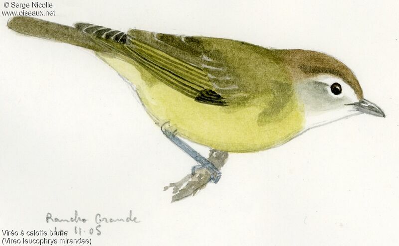 Brown-capped Vireo, identification