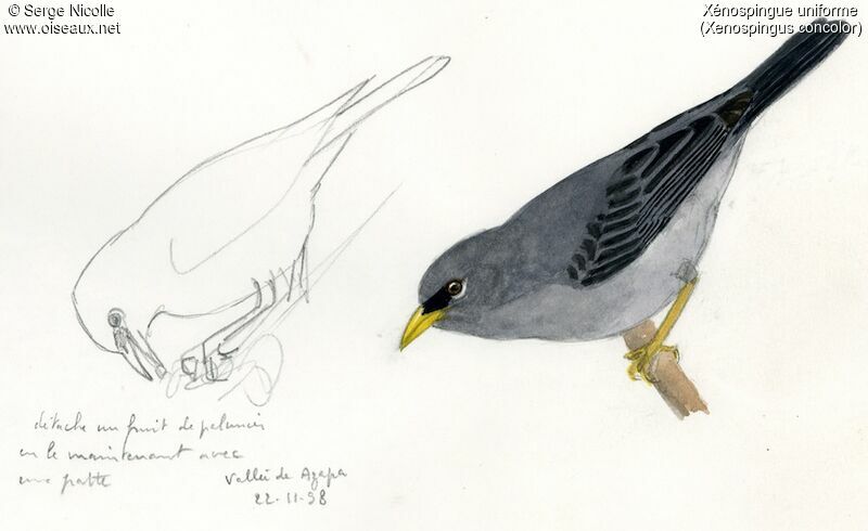 Slender-billed Finch, identification