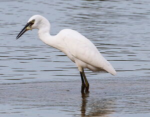 Little Egret
