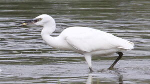 Aigrette garzette