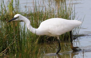 Aigrette garzette