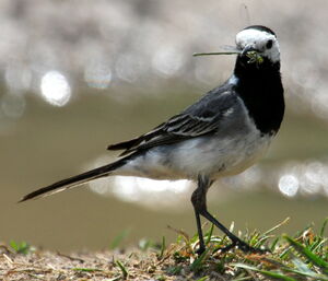 White Wagtail