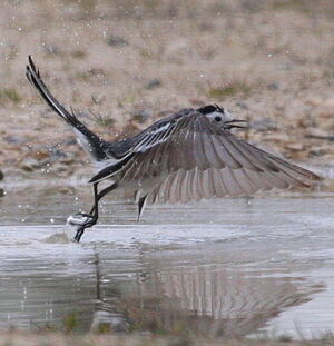 White Wagtail