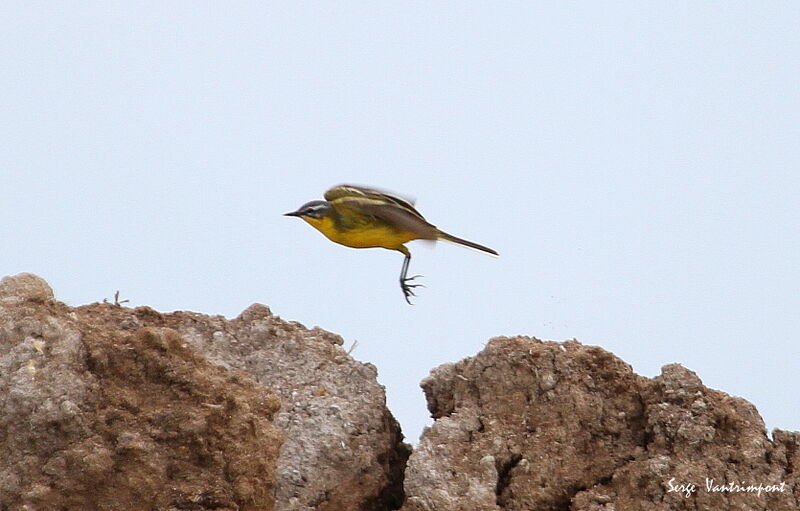 Western Yellow Wagtail, Flight