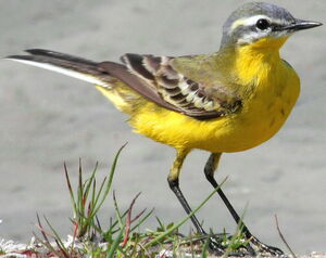 Western Yellow Wagtail