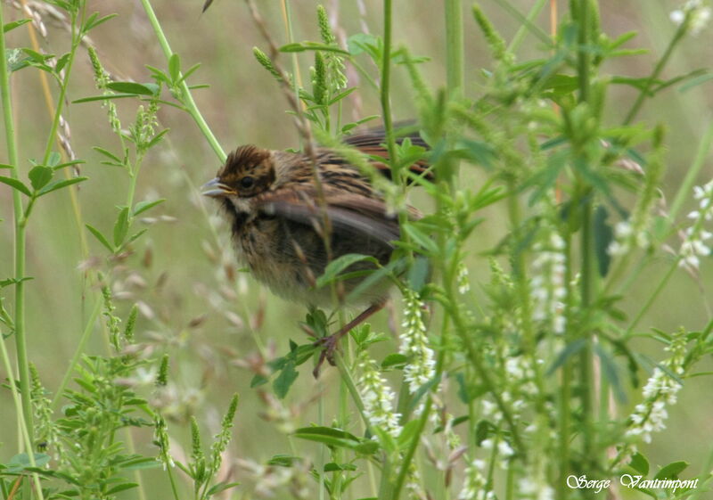 Common Reed Bunting female, song