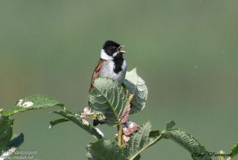 Common Reed Bunting male adult, song