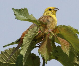 Bruant jaune 
&copy; Serge Vantrimpont
