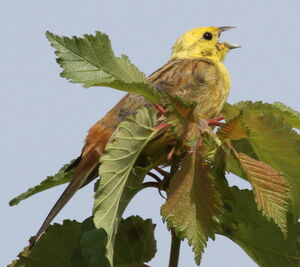 Bruant jaune 
&copy; Serge Vantrimpont