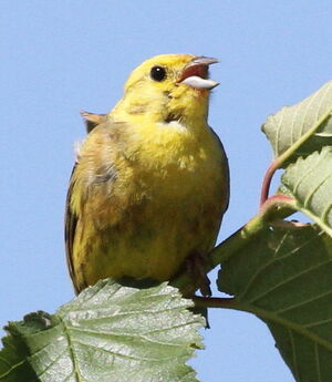 Bruant jaune 
&copy; Serge Vantrimpont
