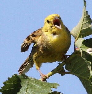 Bruant jaune 
&copy; Serge Vantrimpont