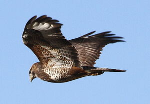 Buse variable