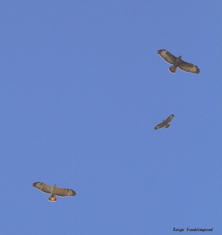 Common Buzzardadult, Flight, Behaviour