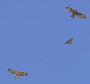 Buse variable