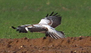 Buse variable