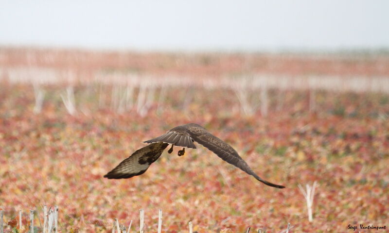 Common Buzzardadult, Flight