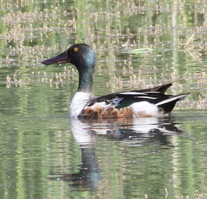 Northern Shoveler