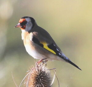 European Goldfinch