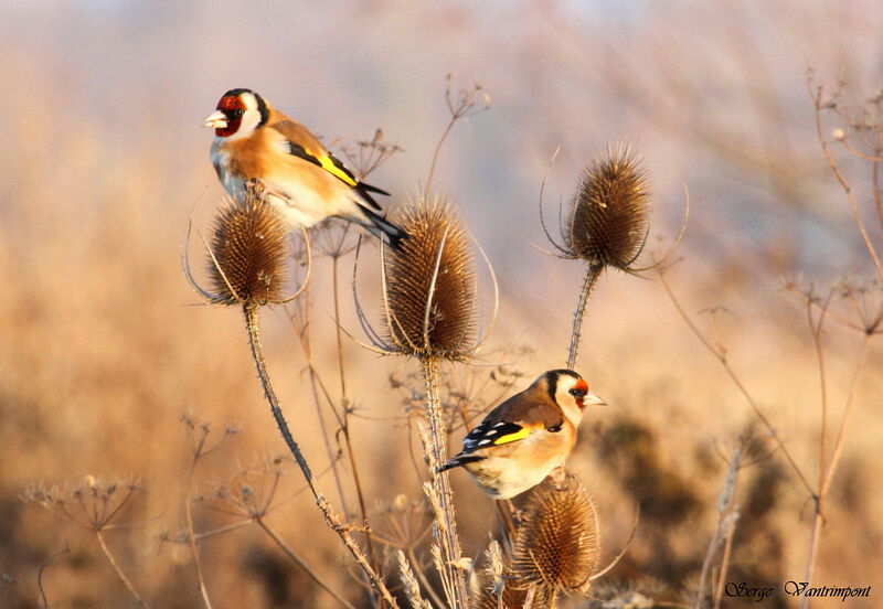 European Goldfinch , feeding habits