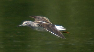 Common Greenshank 
&copy; Serge Vantrimpont