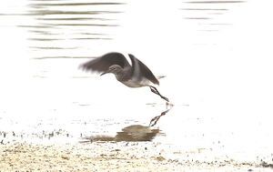 Green Sandpiper