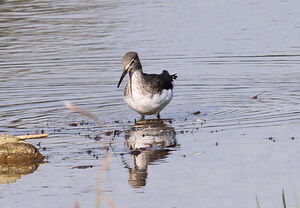 Green Sandpiper