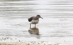 Green Sandpiper