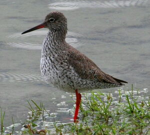 Common Redshank