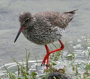 Common Redshank