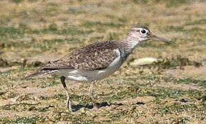 Common Sandpiper 
&copy; Serge Vantrimpont