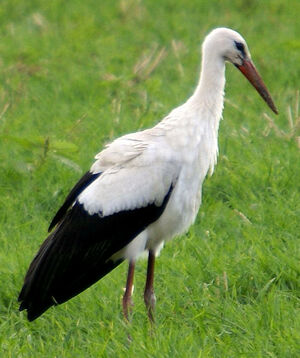 White Stork