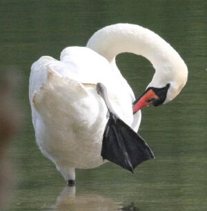Cygne tubercul�