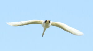 Mute Swan