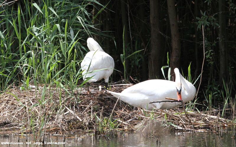 Mute Swan adult, Reproduction-nesting