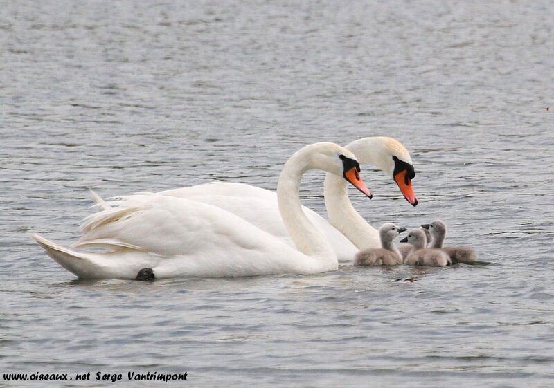 Mute Swan First year, Reproduction-nesting, Behaviour