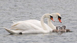 Mute Swan 
&copy; Serge Vantrimpont