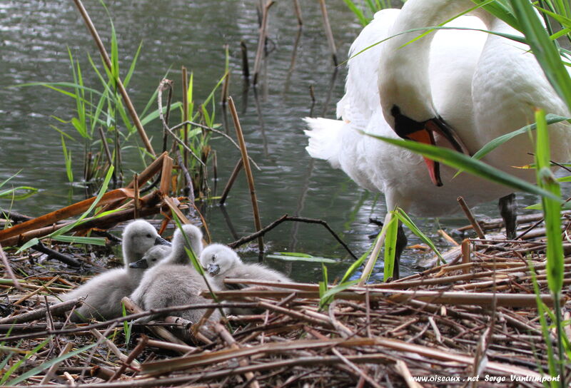 Mute Swan female First year, Reproduction-nesting