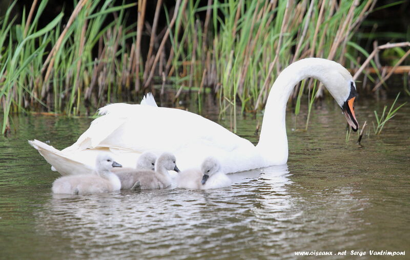 Mute Swan female First year, Reproduction-nesting, Behaviour