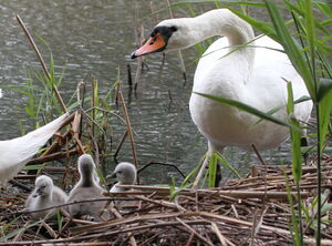 Mute Swan