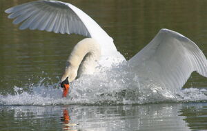 Cygne tubercul�