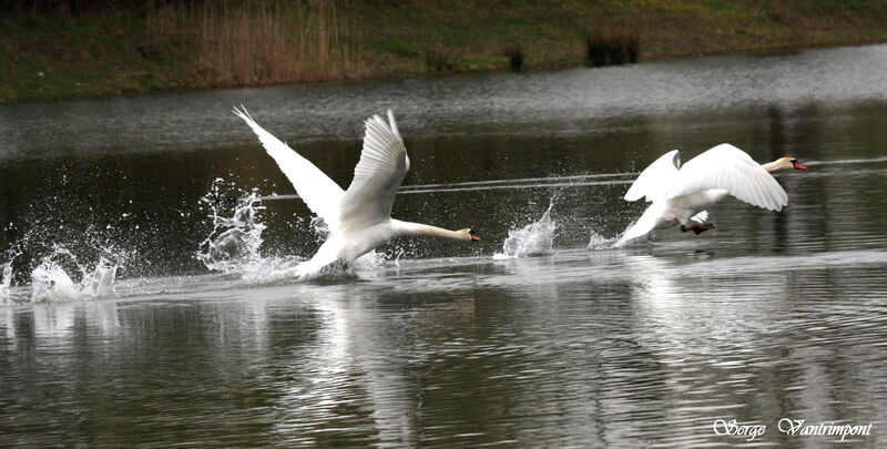 Mute Swan male adult, Flight