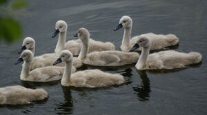 Mute Swan