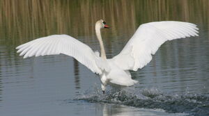Cygne tubercul�