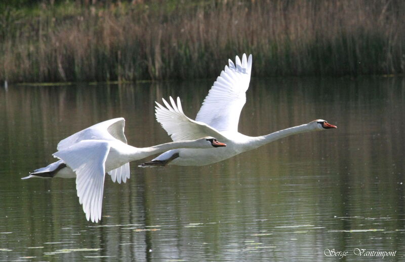 Mute Swan adult, Flight