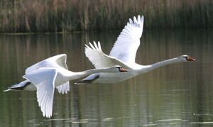 Cygne tubercul�